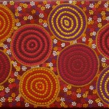 Wildflowers in Mullewa